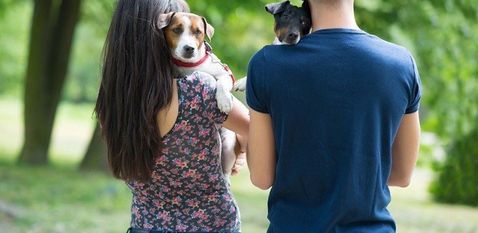 Decisão do TJSC sobre Guarda Compartilhada de Cães Impede Busca e Apreensão