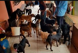Cão Vítima de Castração Caseira Move Ação Judicial Contra Tutora no RS