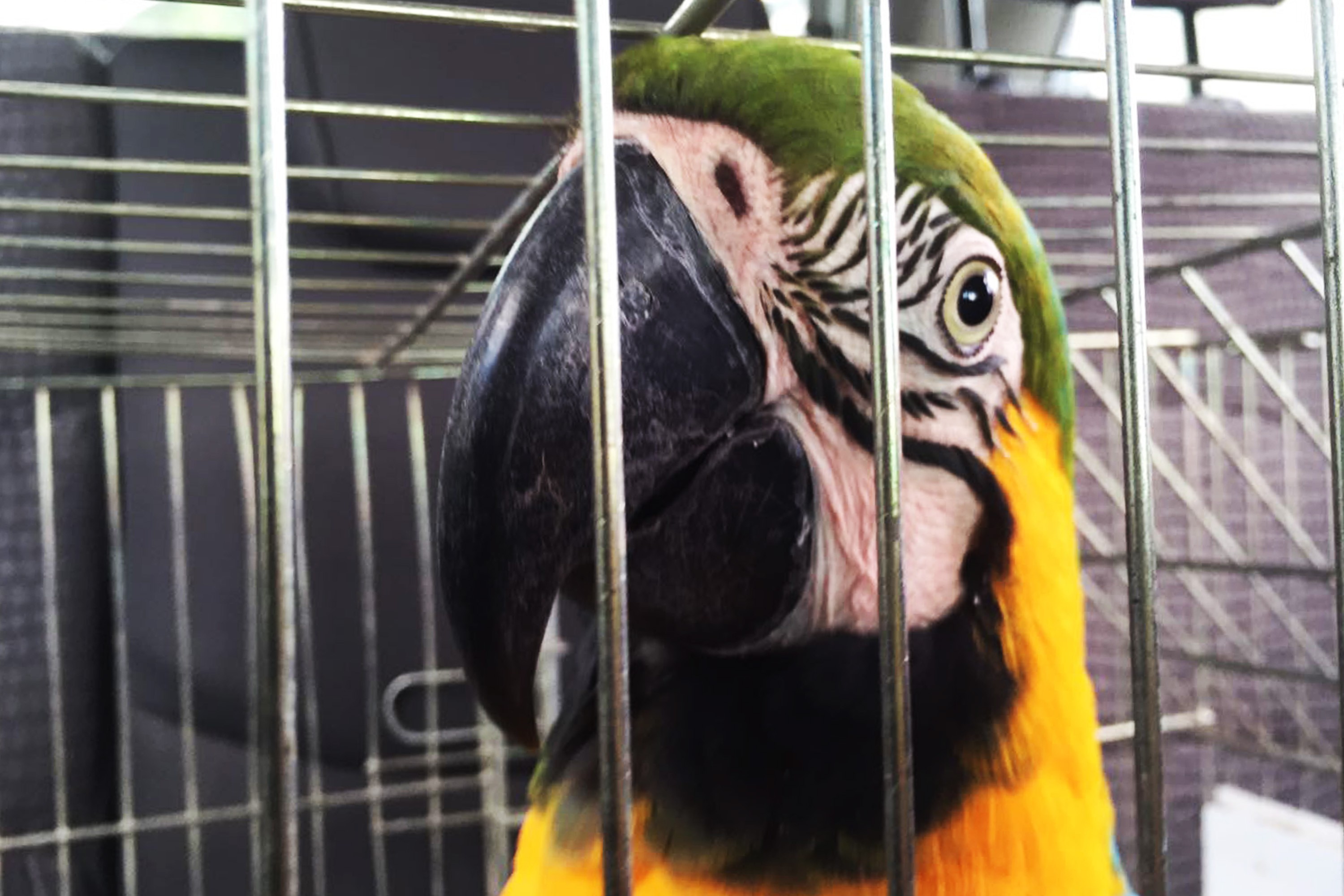 Tribunal confirma sentença de condenação por maus-tratos a animais silvestres
