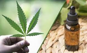 Paciente com dor crônica e ansiedade obtém autorização judicial para cultivo de cannabis medicinal