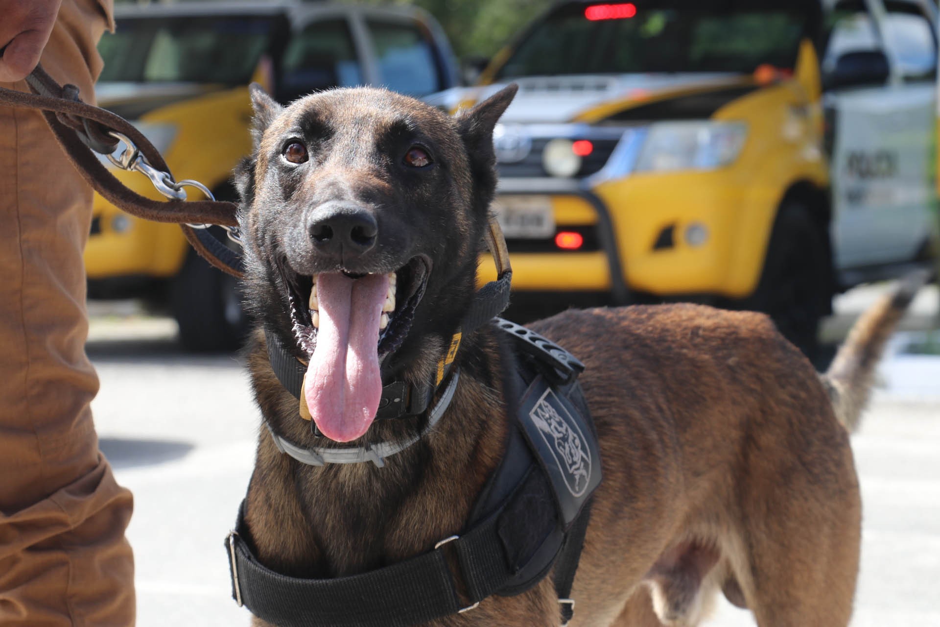 Advogado brasileiro expulso da Bolívia relata escolta policial e revista com cão farejador